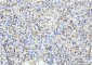 Anti-ITCH/AIP4 Antibody Picoband™ (monoclonal, 5E12)